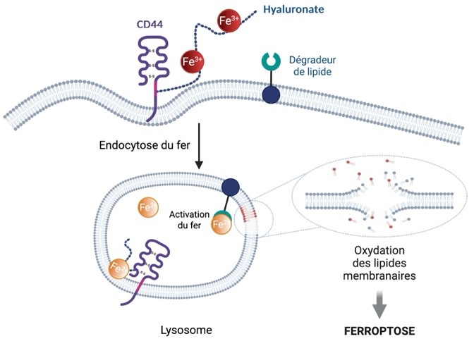 カプセル　細胞活性化 細胞カプセル化試薬(AGM)」を開発、2024年4月販売開始 | 株式